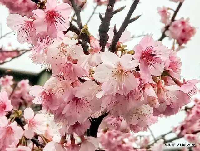 2025雙北平地賞櫻第四拍( --- 汐止文化櫻花季康誥溪櫻花大道(Cherry Blossoms at the creekside of Kangau creek), Hsingi district, Hsinpei city, SJKen, Jan 31, 2025.