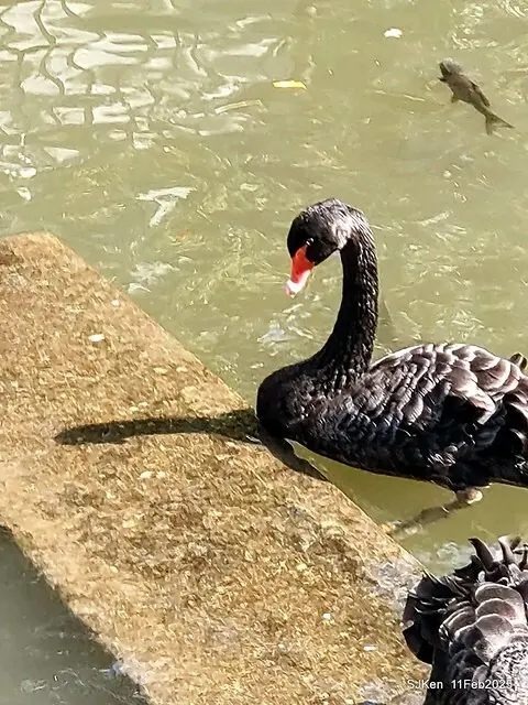 台北榮總忘憂湖水鳥與游魚(Waterbirds and fish at the lake of Taipei Veterans General Hospital)，Taipie, Taiwan, SJKen, Feb 11, 2025.