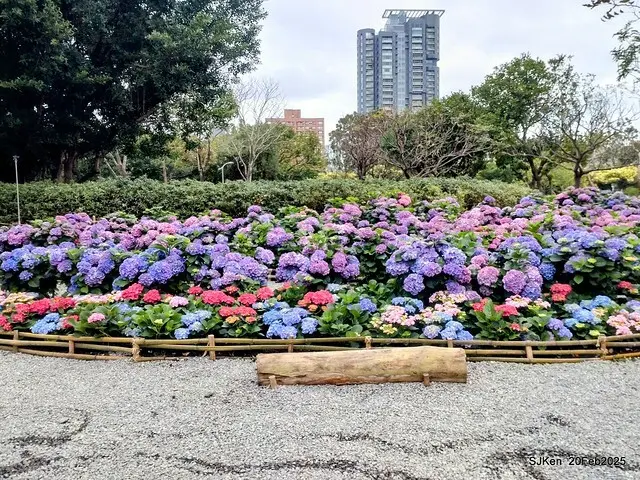 2025台北大安森林公園繡球花展(Hydrangeas exhibition at Da-An forest park), Taipei,  Taiwan, SJKen, Feb 20, 2025.