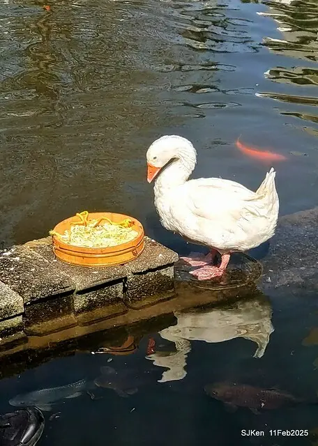 台北榮總忘憂湖水鳥與游魚(Waterbirds and fish at the lake of Taipei Veterans General Hospital)，Taipie, Taiwan, SJKen, Feb 11, 2025.