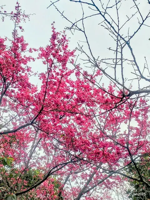 2025雙北平地賞櫻第四拍( --- 汐止文化櫻花季康誥溪櫻花大道(Cherry Blossoms at the creekside of Kangau creek), Hsingi district, Hsinpei city, SJKen, Jan 31, 2025.