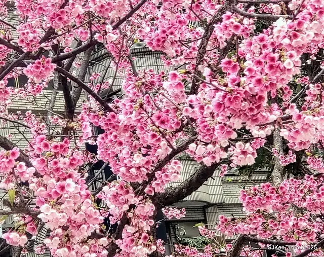2025 雙北平地賞櫻系列第五拍 --- 北醫附設醫院櫻花(Cherryblossoms at Taipei Medical University Hospital), Taipei, Taiwan, SJKen, Feb 14, 2024.