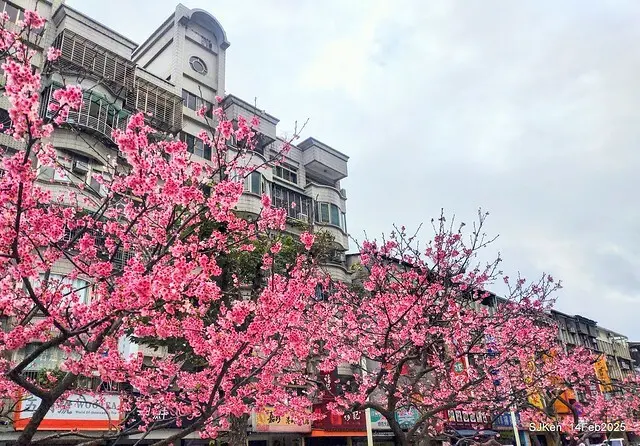 2025 雙北平地賞櫻系列第五拍 --- 北醫附設醫院櫻花(Cherryblossoms at Taipei Medical University Hospital), Taipei, Taiwan, SJKen, Feb 14, 2024.