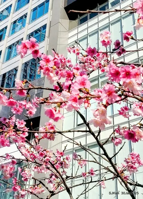 「華新麗華花旗銀行大樓」周邊櫻花林 (Cherry blossoms around the Walsin Xinyi Building), Taipei, Taiwan, SJKen , Jan 30, 2025
