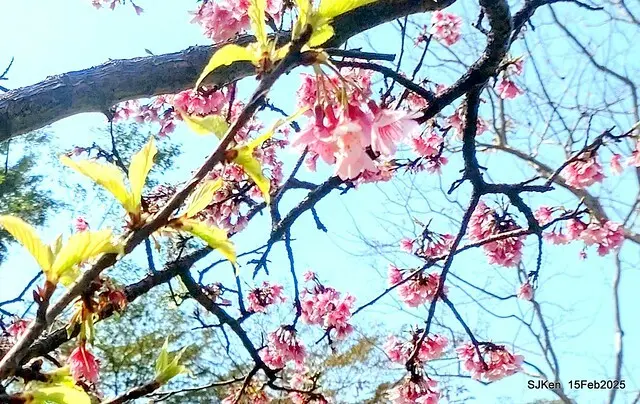 (2025 雙北平地賞櫻系列第六拍)「台北市政府北大門旁賞櫻」(Cherry Blossoms at north door of Taipei City Hall , Feb 15, 2025.