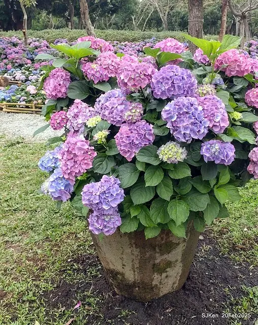 2025台北大安森林公園繡球花展(Hydrangeas exhibition at Da-An forest park), Taipei,  Taiwan, SJKen, Feb 20, 2025.