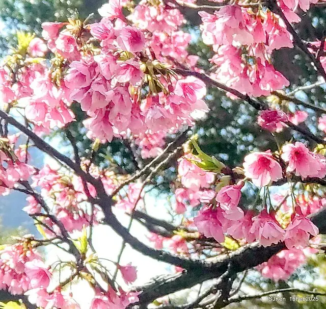 (2025 雙北平地賞櫻系列第六拍)「台北市政府北大門旁賞櫻」(Cherry Blossoms at north door of Taipei City Hall , Feb 15, 2025.