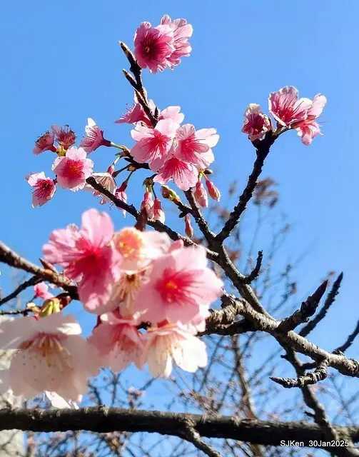 「華新麗華花旗銀行大樓」周邊櫻花林 (Cherry blossoms around the Walsin Xinyi Building), Taipei, Taiwan, SJKen , Jan 30, 2025