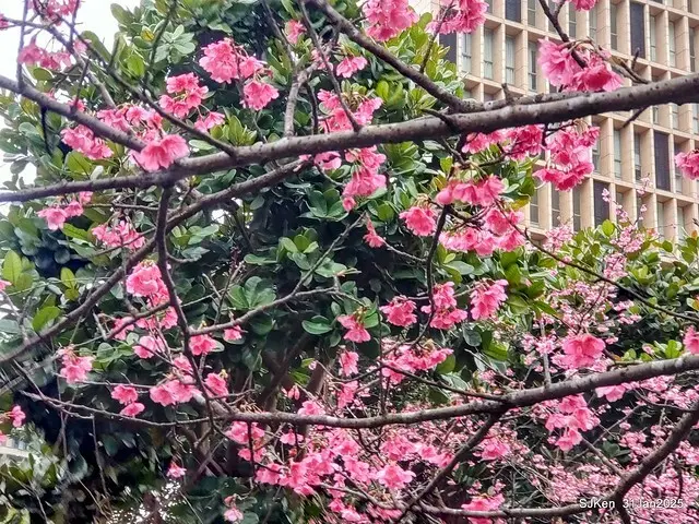 2025雙北平地賞櫻第四拍( --- 汐止文化櫻花季康誥溪櫻花大道(Cherry Blossoms at the creekside of Kangau creek), Hsingi district, Hsinpei city, SJKen, Jan 31, 2025.