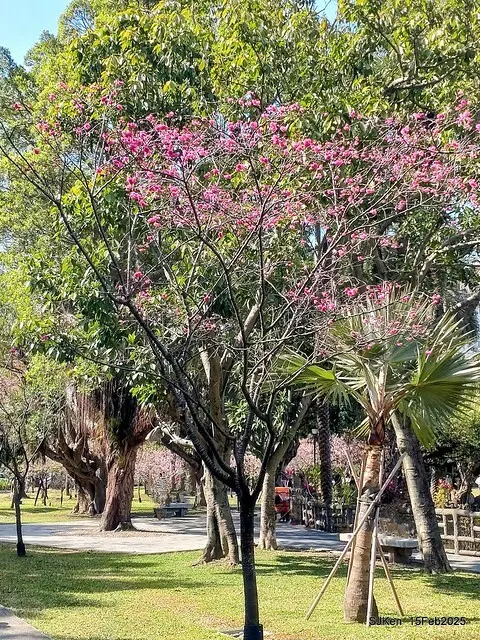 2025 雙北平地賞櫻系列第七拍---國父紀念館八重櫻與山櫻花(Prunus campanulata Maxim and Taiwan Cherry at Dr. Sun Yat-Sen Memorial Hall，by SJKen,  Feb  15, 2025)