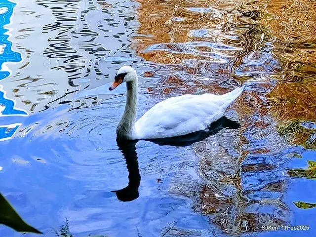 台北榮總忘憂湖水鳥與游魚(Waterbirds and fish at the lake of Taipei Veterans General Hospital)，Taipie, Taiwan, SJKen, Feb 11, 2025.