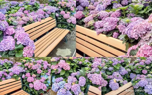 2025台北大安森林公園繡球花展(Hydrangeas exhibition at Da-An forest park), Taipei,  Taiwan, SJKen, Feb 20, 2025.