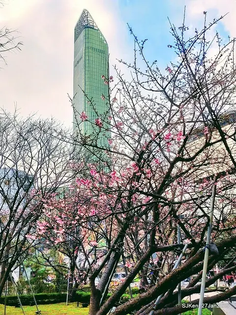 中國銀行台北分行左側櫻花林(Cherry Blossom at Taipei bank branck, China Bank, Taipei, Taiwan, SJKen , Jan 27, 2025