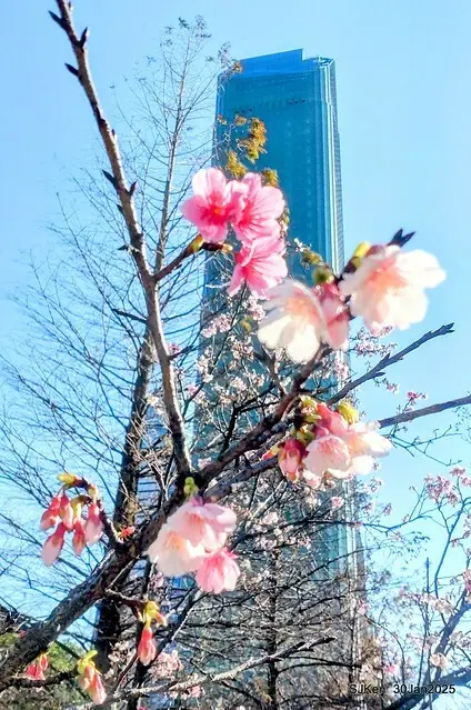 「華新麗華花旗銀行大樓」周邊櫻花林 (Cherry blossoms around the Walsin Xinyi Building), Taipei, Taiwan, SJKen , Jan 30, 2025