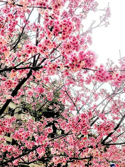 2025 雙北平地賞櫻系列第五拍 --- 北醫附設醫院櫻花(Cherryblossoms at Taipei Medical University Hospital), Taipei, Taiwan, SJKen, Feb 14, 2024.