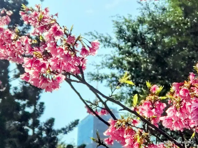 (2025 雙北平地賞櫻系列第六拍)「台北市政府北大門旁賞櫻」(Cherry Blossoms at north door of Taipei City Hall , Feb 15, 2025.