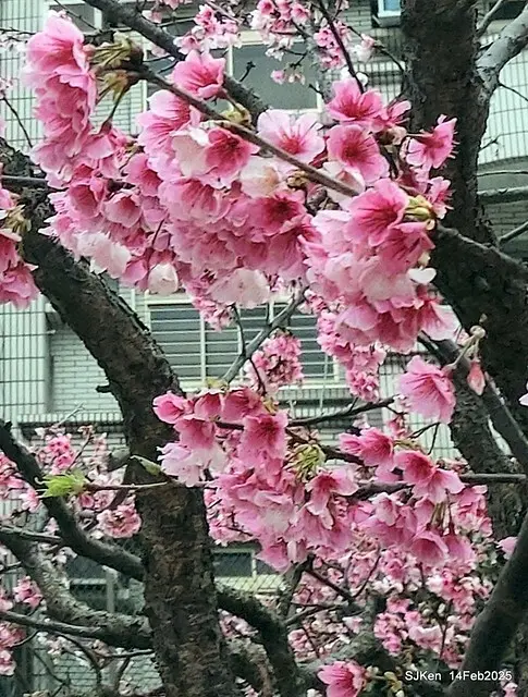 2025 雙北平地賞櫻系列第五拍 --- 北醫附設醫院櫻花(Cherryblossoms at Taipei Medical University Hospital), Taipei, Taiwan, SJKen, Feb 14, 2024.