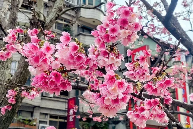2025 雙北平地賞櫻系列第五拍 --- 北醫附設醫院櫻花(Cherryblossoms at Taipei Medical University Hospital), Taipei, Taiwan, SJKen, Feb 14, 2024.