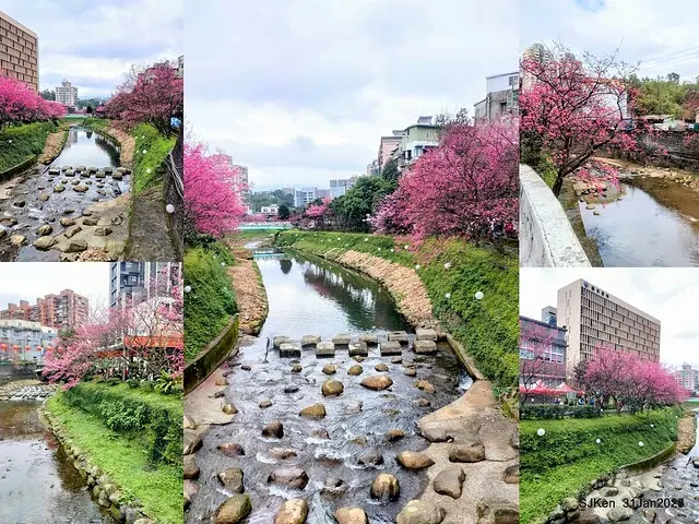 2025雙北平地賞櫻第四拍( --- 汐止文化櫻花季康誥溪櫻花大道(Cherry Blossoms at the creekside of Kangau creek), Hsingi district, Hsinpei city, SJKen, Jan 31, 2025.