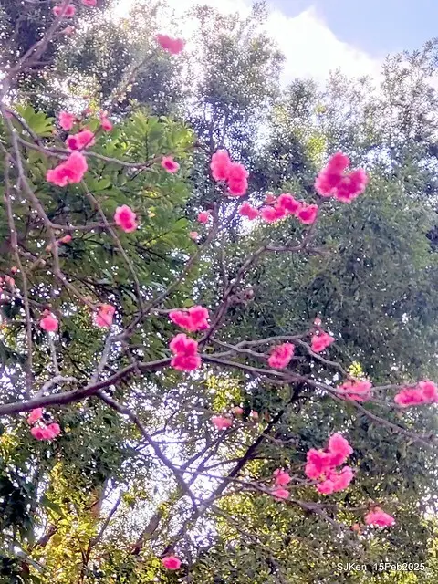 2025 雙北平地賞櫻系列第七拍---國父紀念館八重櫻與山櫻花(Prunus campanulata Maxim and Taiwan Cherry at Dr. Sun Yat-Sen Memorial Hall，by SJKen,  Feb  15, 2025)