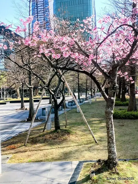 「華新麗華花旗銀行大樓」周邊櫻花林 (Cherry blossoms around the Walsin Xinyi Building), Taipei, Taiwan, SJKen , Jan 30, 2025
