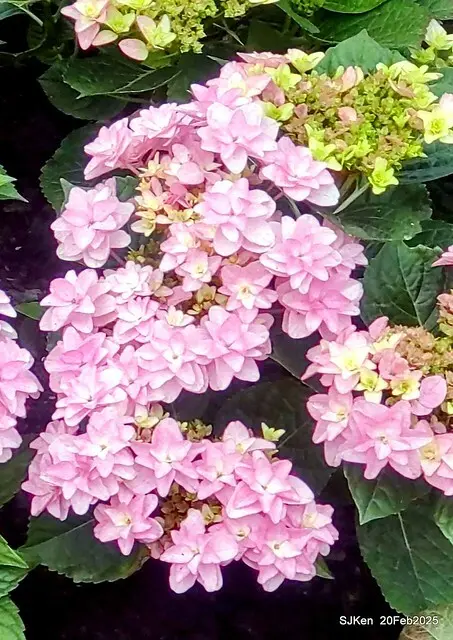 2025台北大安森林公園繡球花展(Hydrangeas exhibition at Da-An forest park), Taipei,  Taiwan, SJKen, Feb 20, 2025.