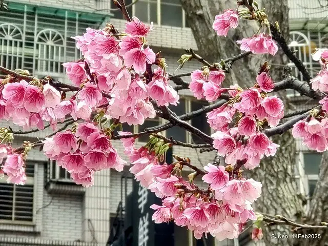 2025 雙北平地賞櫻系列第五拍 --- 北醫附設醫院櫻花(Cherryblossoms at Taipei Medical University Hospital), Taipei, Taiwan, SJKen, Feb 14, 2024.