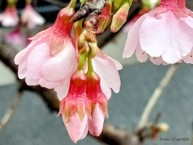 中國銀行台北分行左側櫻花林(Cherry Blossom at Taipei bank branck, China Bank, Taipei, Taiwan, SJKen , Jan 27, 2025
