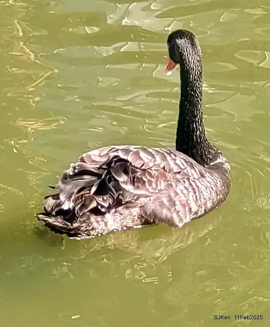 台北榮總忘憂湖水鳥與游魚(Waterbirds and fish at the lake of Taipei Veterans General Hospital)，Taipie, Taiwan, SJKen, Feb 11, 2025.