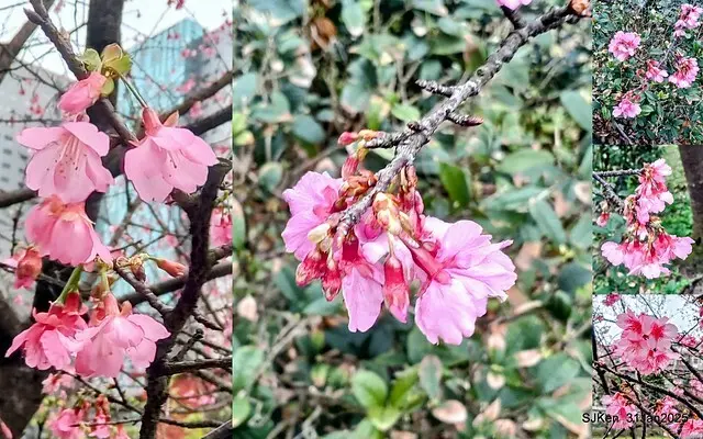 2025雙北平地賞櫻第四拍( --- 汐止文化櫻花季康誥溪櫻花大道(Cherry Blossoms at the creekside of Kangau creek), Hsingi district, Hsinpei city, SJKen, Jan 31, 2025.