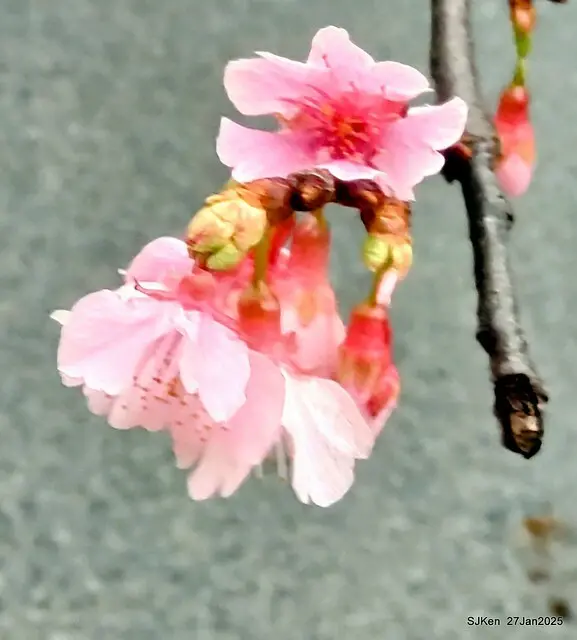中國銀行台北分行左側櫻花林(Cherry Blossom at Taipei bank branck, China Bank, Taipei, Taiwan, SJKen , Jan 27, 2025