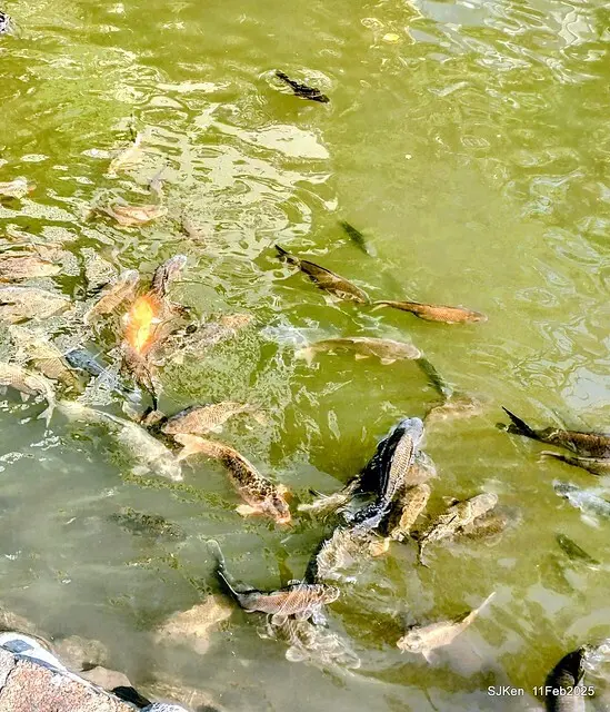 台北榮總忘憂湖水鳥與游魚(Waterbirds and fish at the lake of Taipei Veterans General Hospital)，Taipie, Taiwan, SJKen, Feb 11, 2025.
