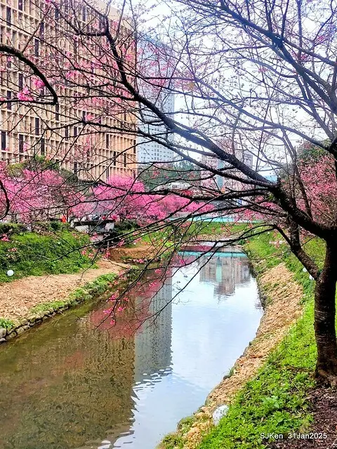 2025雙北平地賞櫻第四拍( --- 汐止文化櫻花季康誥溪櫻花大道(Cherry Blossoms at the creekside of Kangau creek), Hsingi district, Hsinpei city, SJKen, Jan 31, 2025.