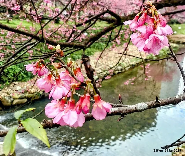 2025雙北平地賞櫻第四拍( --- 汐止文化櫻花季康誥溪櫻花大道(Cherry Blossoms at the creekside of Kangau creek), Hsingi district, Hsinpei city, SJKen, Jan 31, 2025.