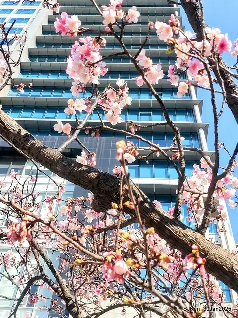 「華新麗華花旗銀行大樓」周邊櫻花林 (Cherry blossoms around the Walsin Xinyi Building), Taipei, Taiwan, SJKen , Jan 30, 2025