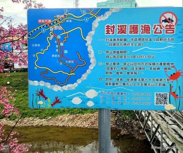 2025雙北平地賞櫻第四拍( --- 汐止文化櫻花季康誥溪櫻花大道(Cherry Blossoms at the creekside of Kangau creek), Hsingi district, Hsinpei city, SJKen, Jan 31, 2025.