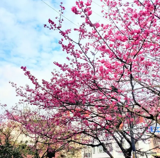 2025雙北平地賞櫻第四拍( --- 汐止文化櫻花季康誥溪櫻花大道(Cherry Blossoms at the creekside of Kangau creek), Hsingi district, Hsinpei city, SJKen, Jan 31, 2025.
