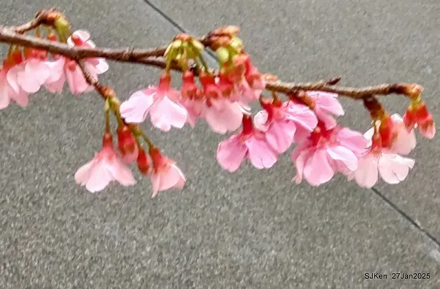 中國銀行台北分行左側櫻花林(Cherry Blossom at Taipei bank branck, China Bank, Taipei, Taiwan, SJKen , Jan 27, 2025