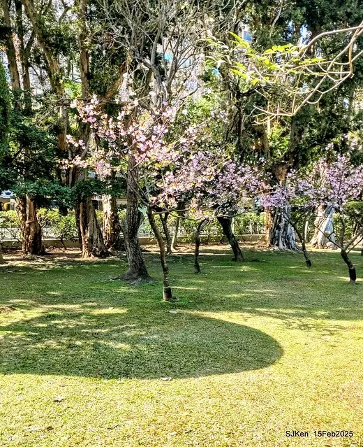 2025 雙北平地賞櫻系列第七拍---國父紀念館八重櫻與山櫻花(Prunus campanulata Maxim and Taiwan Cherry at Dr. Sun Yat-Sen Memorial Hall，by SJKen,  Feb  15, 2025)