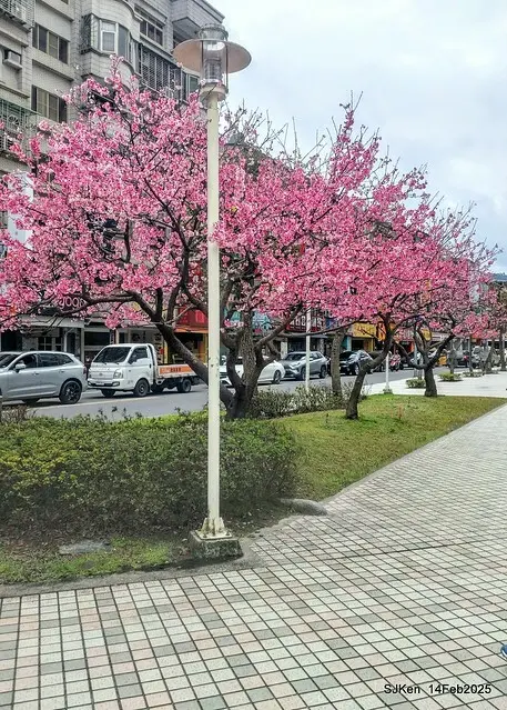 2025 雙北平地賞櫻系列第五拍 --- 北醫附設醫院櫻花(Cherryblossoms at Taipei Medical University Hospital), Taipei, Taiwan, SJKen, Feb 14, 2024.