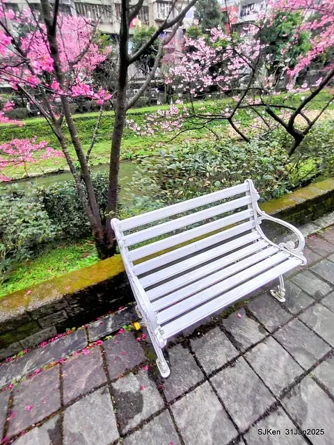 2025雙北平地賞櫻第四拍( --- 汐止文化櫻花季康誥溪櫻花大道(Cherry Blossoms at the creekside of Kangau creek), Hsingi district, Hsinpei city, SJKen, Jan 31, 2025.