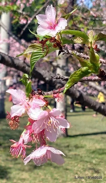 2025 雙北平地賞櫻系列第七拍---國父紀念館八重櫻與山櫻花(Prunus campanulata Maxim and Taiwan Cherry at Dr. Sun Yat-Sen Memorial Hall，by SJKen,  Feb  15, 2025)