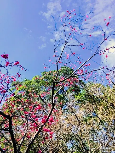 2025 雙北平地賞櫻系列第七拍---國父紀念館八重櫻與山櫻花(Prunus campanulata Maxim and Taiwan Cherry at Dr. Sun Yat-Sen Memorial Hall，by SJKen,  Feb  15, 2025)