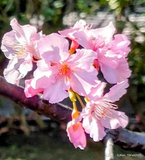 2025 雙北平地賞櫻系列第七拍---國父紀念館八重櫻與山櫻花(Prunus campanulata Maxim and Taiwan Cherry at Dr. Sun Yat-Sen Memorial Hall，by SJKen,  Feb  15, 2025)