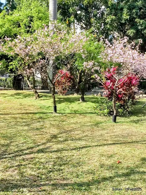 2025 雙北平地賞櫻系列第七拍---國父紀念館八重櫻與山櫻花(Prunus campanulata Maxim and Taiwan Cherry at Dr. Sun Yat-Sen Memorial Hall，by SJKen,  Feb  15, 2025)