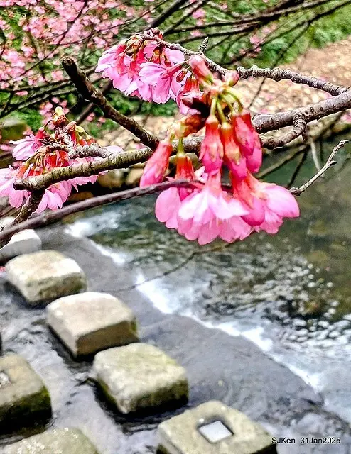 2025雙北平地賞櫻第四拍( --- 汐止文化櫻花季康誥溪櫻花大道(Cherry Blossoms at the creekside of Kangau creek), Hsingi district, Hsinpei city, SJKen, Jan 31, 2025.