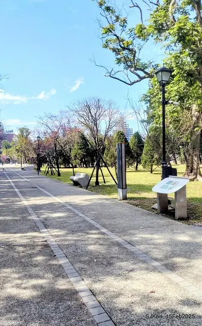 2025 雙北平地賞櫻系列第七拍---國父紀念館八重櫻與山櫻花(Prunus campanulata Maxim and Taiwan Cherry at Dr. Sun Yat-Sen Memorial Hall，by SJKen,  Feb  15, 2025)