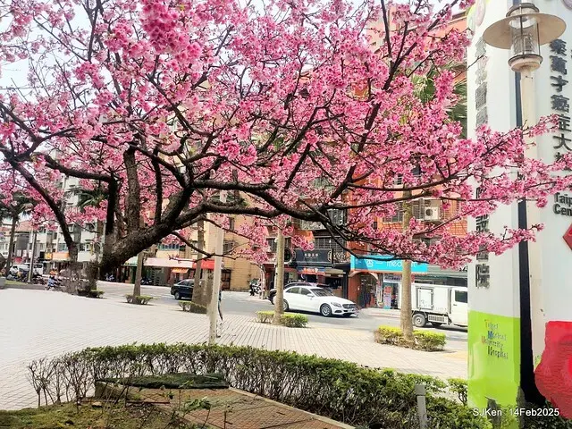 2025 雙北平地賞櫻系列第五拍 --- 北醫附設醫院櫻花(Cherryblossoms at Taipei Medical University Hospital), Taipei, Taiwan, SJKen, Feb 14, 2024.