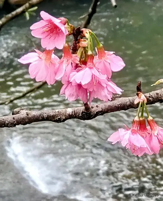 2025雙北平地賞櫻第四拍( --- 汐止文化櫻花季康誥溪櫻花大道(Cherry Blossoms at the creekside of Kangau creek), Hsingi district, Hsinpei city, SJKen, Jan 31, 2025.