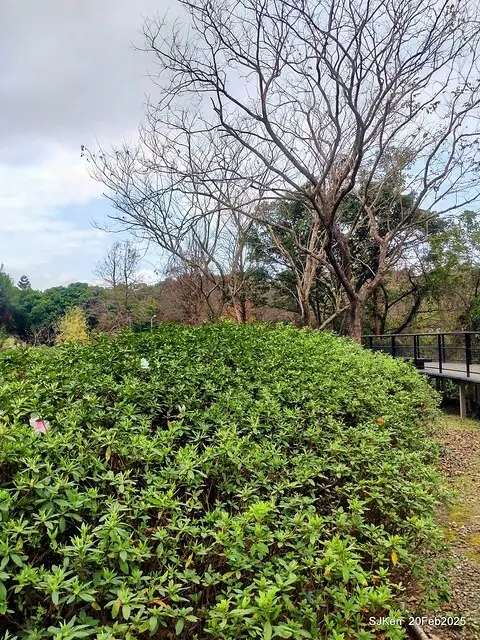 2025台北大安森林公園繡球花展(Hydrangeas exhibition at Da-An forest park), Taipei,  Taiwan, SJKen, Feb 20, 2025.